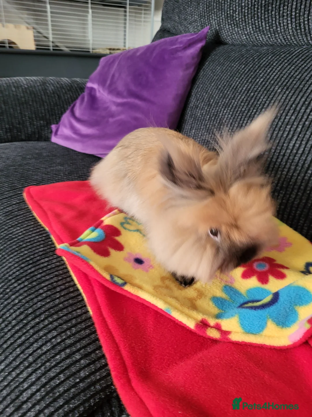 Lionhead rabbits for sale: Lionhead rabbit  - Advert 3