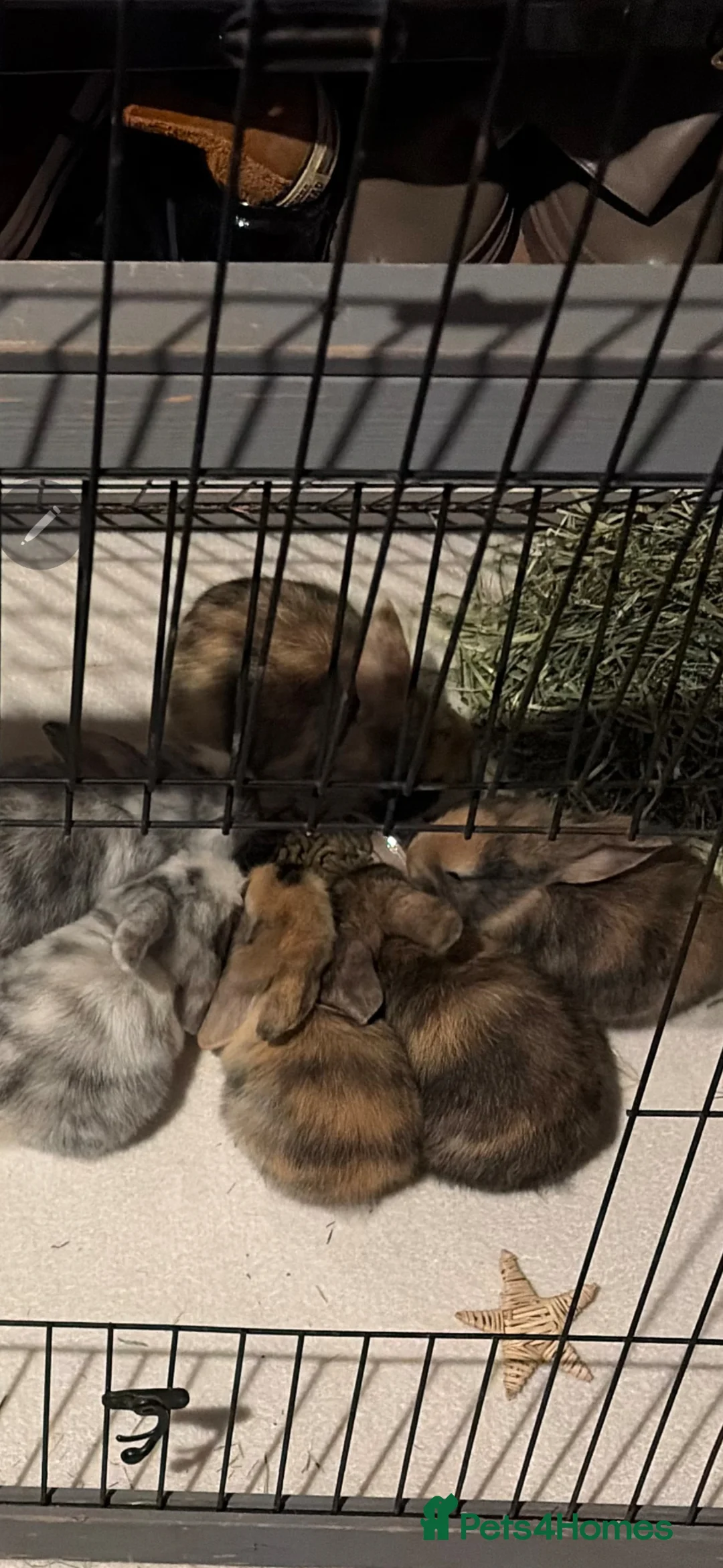Mini Lop rabbits for sale: Mini Lop bunnies  - Advert 2