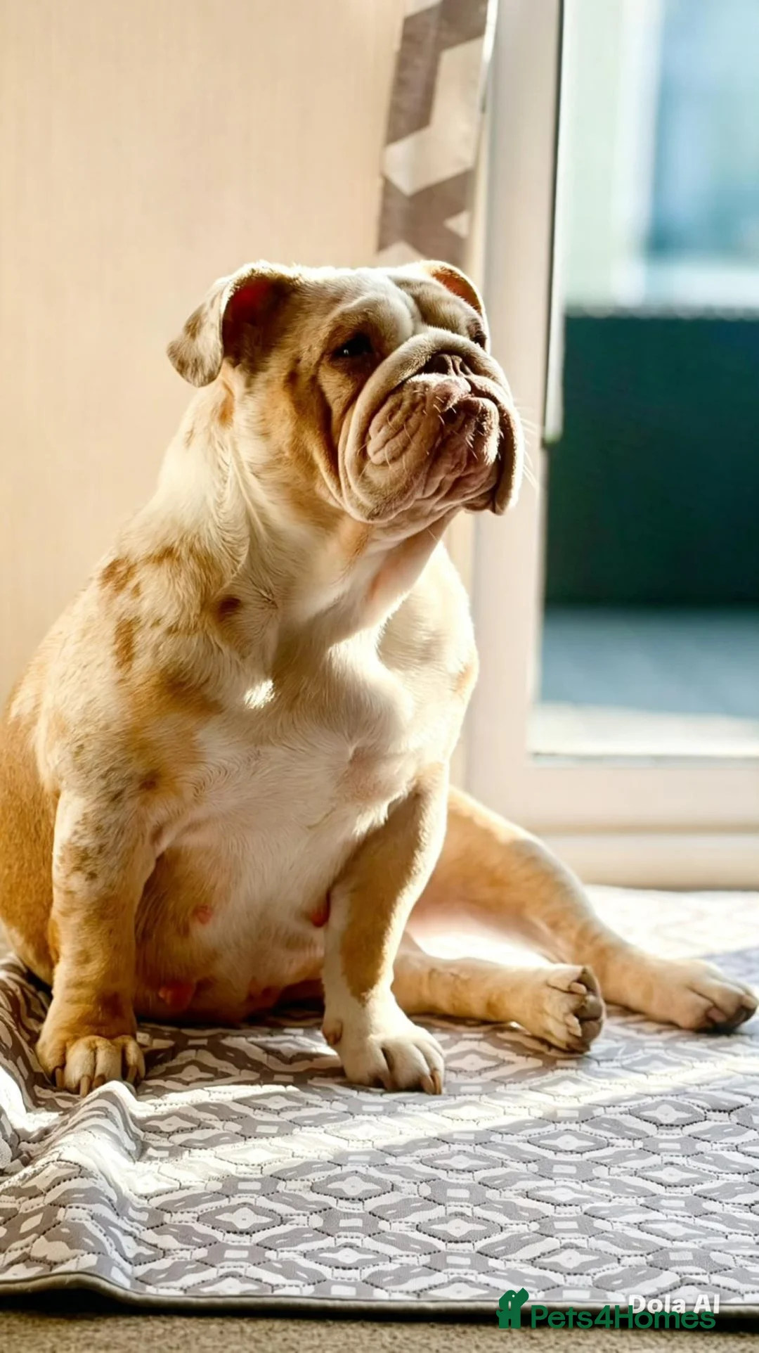 English Bulldog dogs for sale: 🐾Gorgeous British Bulldog Puppies - Boy & Girl💜 - Advert 2