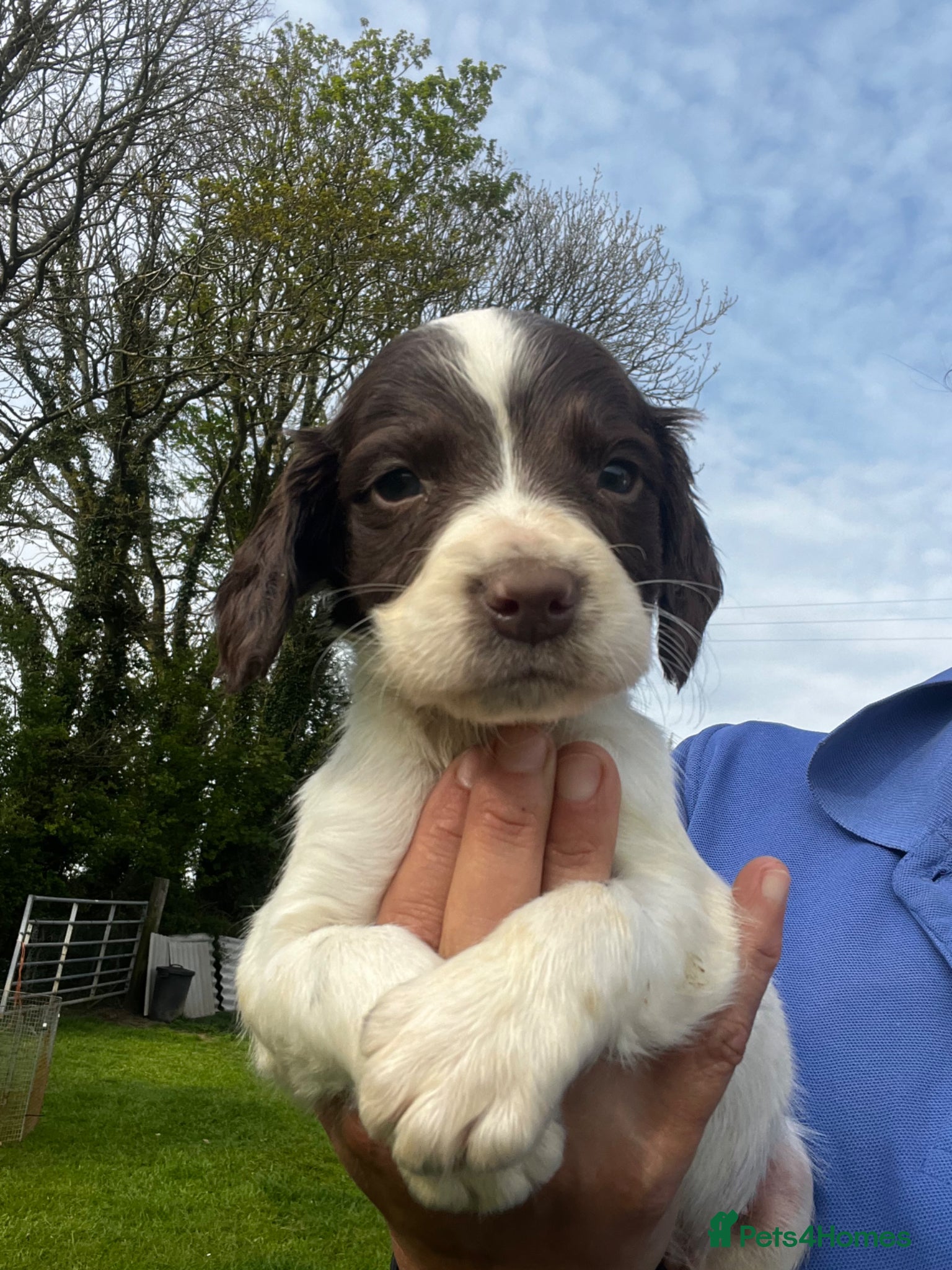 English Springer Spaniel dogs Outstanding litter of Springer Spaniel Pups - Advert 16