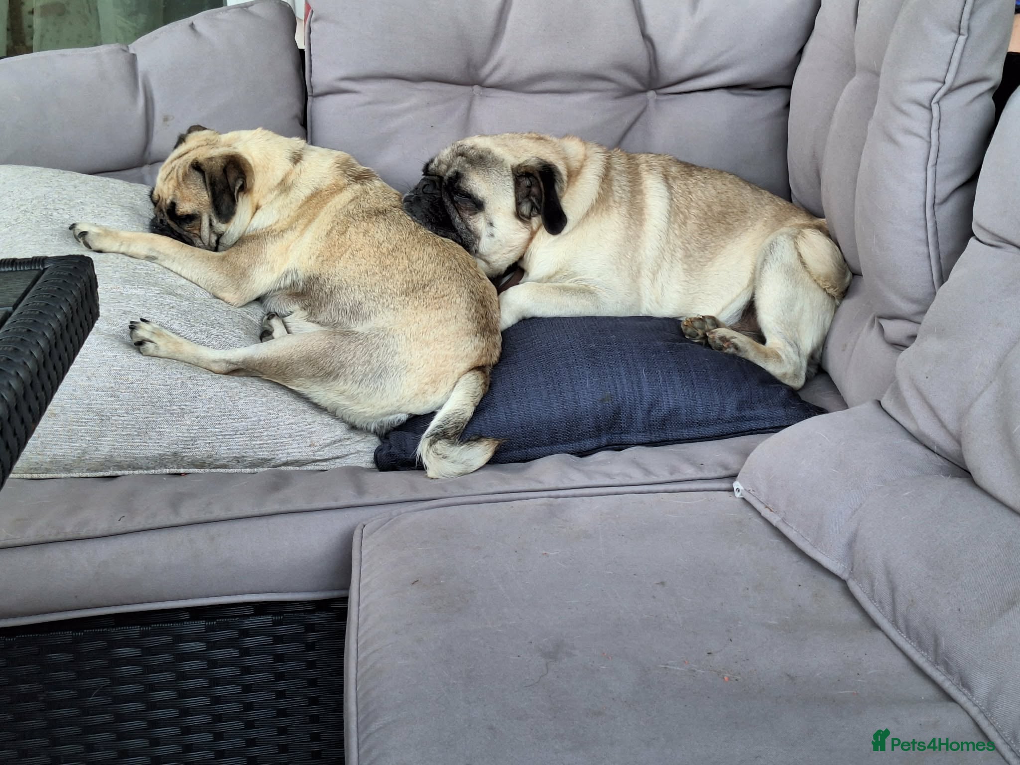Pug dogs 5 pug pups for sale - Advert 3