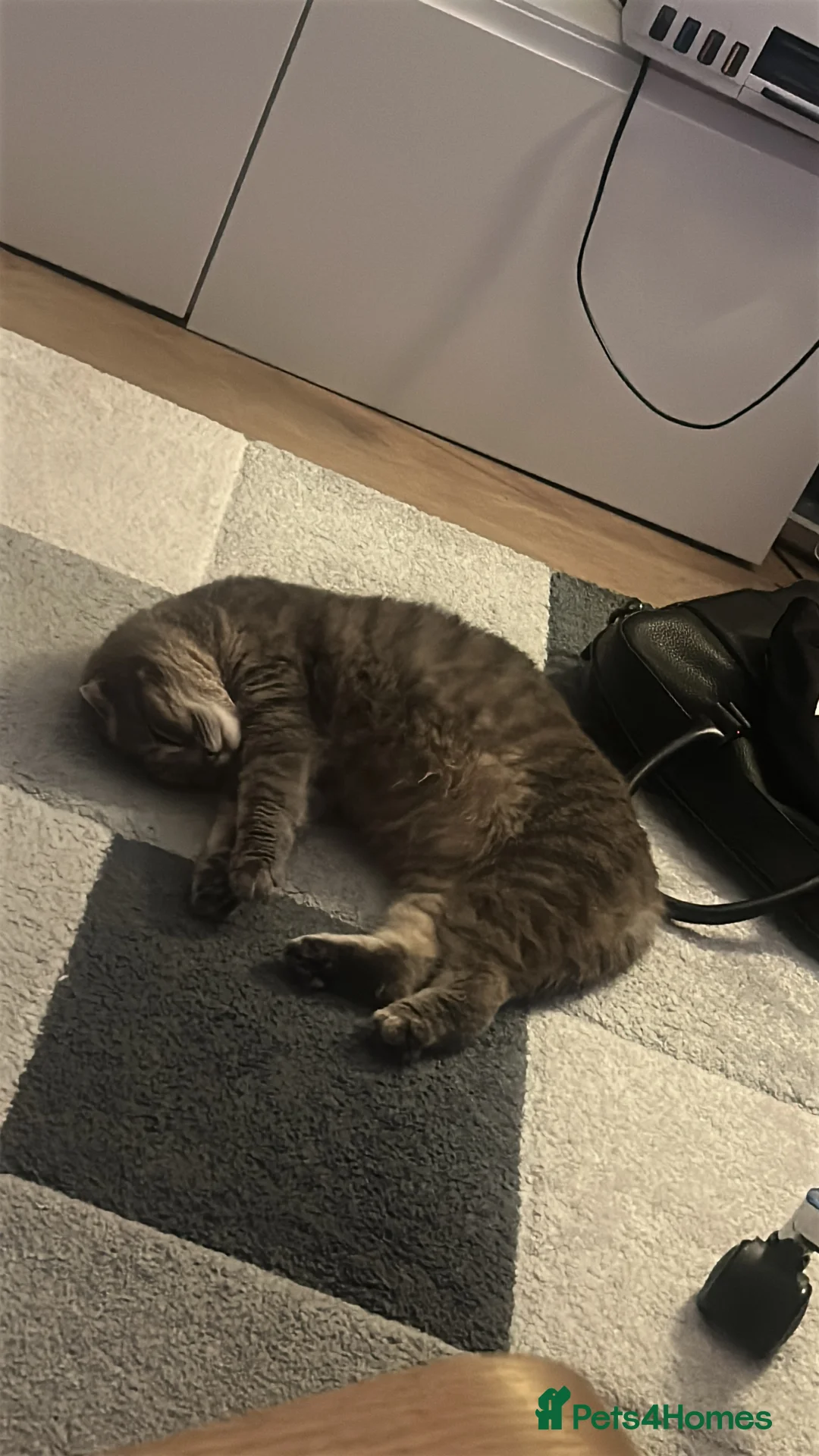 Mixed Breed cats for sale: Female British Shorthair Cross Tabby Kitten - Advert 2