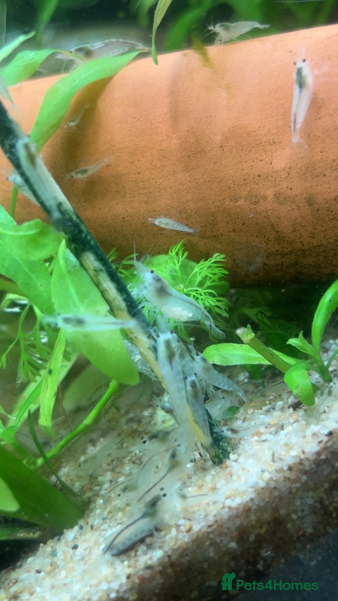 Shrimps fish for sale: Snowball/ white pearl shrimp  - Advert 4