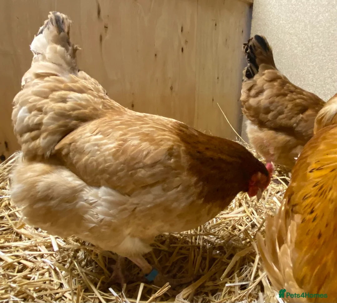 Chickens poultry for sale: Rhode Island Red x Light Sussex POL - Advert 13