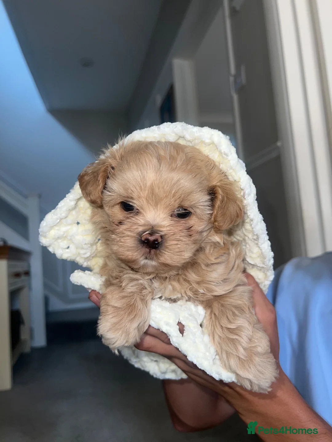 Maltipoo dogs for sale: Tiny F1 Asian maltipoo✨  - Advert 13