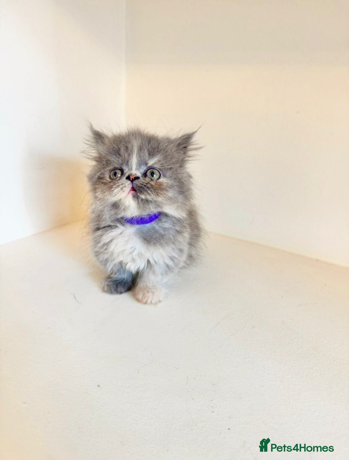 Munchkin cats 1 FEMALE LEFT Rare DWARF PERSIAN Munchkin Kittens - Advert 2