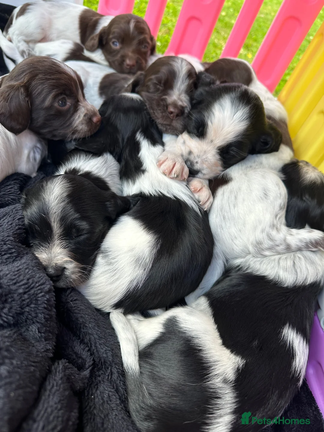 Sprocker dogs for sale: F2 Sprocker Puppies - Growing beautifully 🤎🖤🐾  - Advert 1