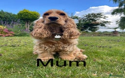 Cocker Spaniel dogs for sale: SHOW Cocker Spaniel puppies  - Image 8