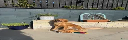 Golden Retriever dogs for sale: KC pups ready in December - Advert 4