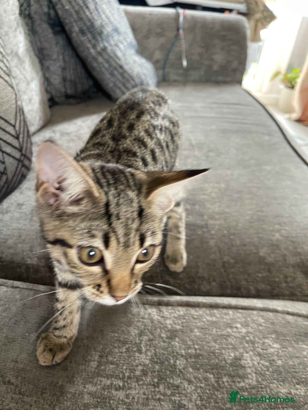 Bengal cats for sale: Beautiful female  kitten❤️ - Image 5