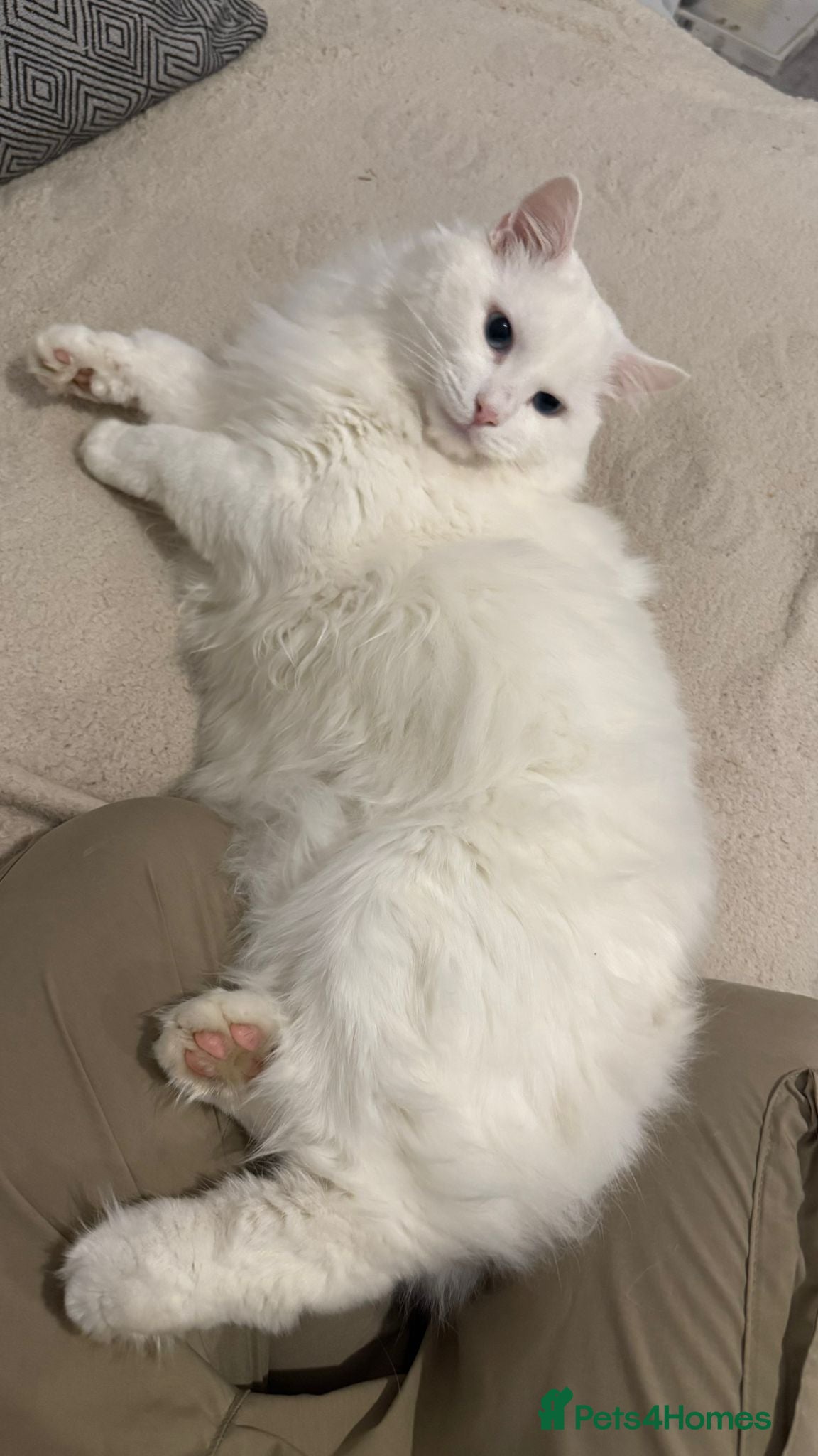 Ragdoll cats Ragdoll and Maine coon cat for sale - Advert 2