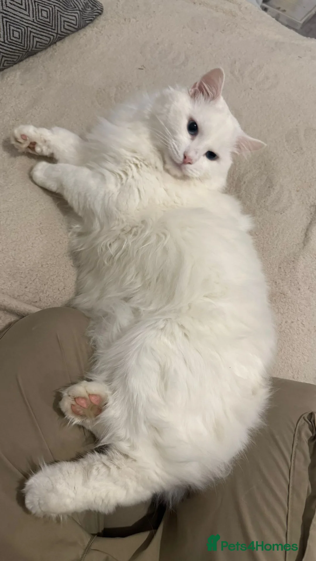 Ragdoll cats for sale: Ragdoll and Maine coon cat for sale - Advert 2