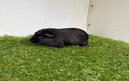 Guinea Pig rodents for sale: Super calm, friendly Guinea pig females  - Image 23