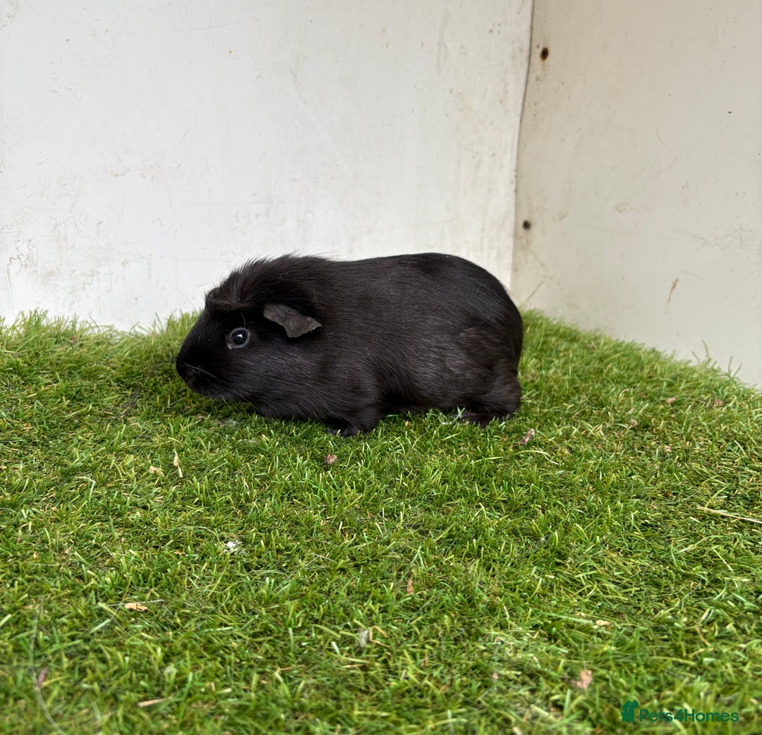 Guinea Pig rodents for sale: Super calm, friendly Guinea pig females  - Image 23