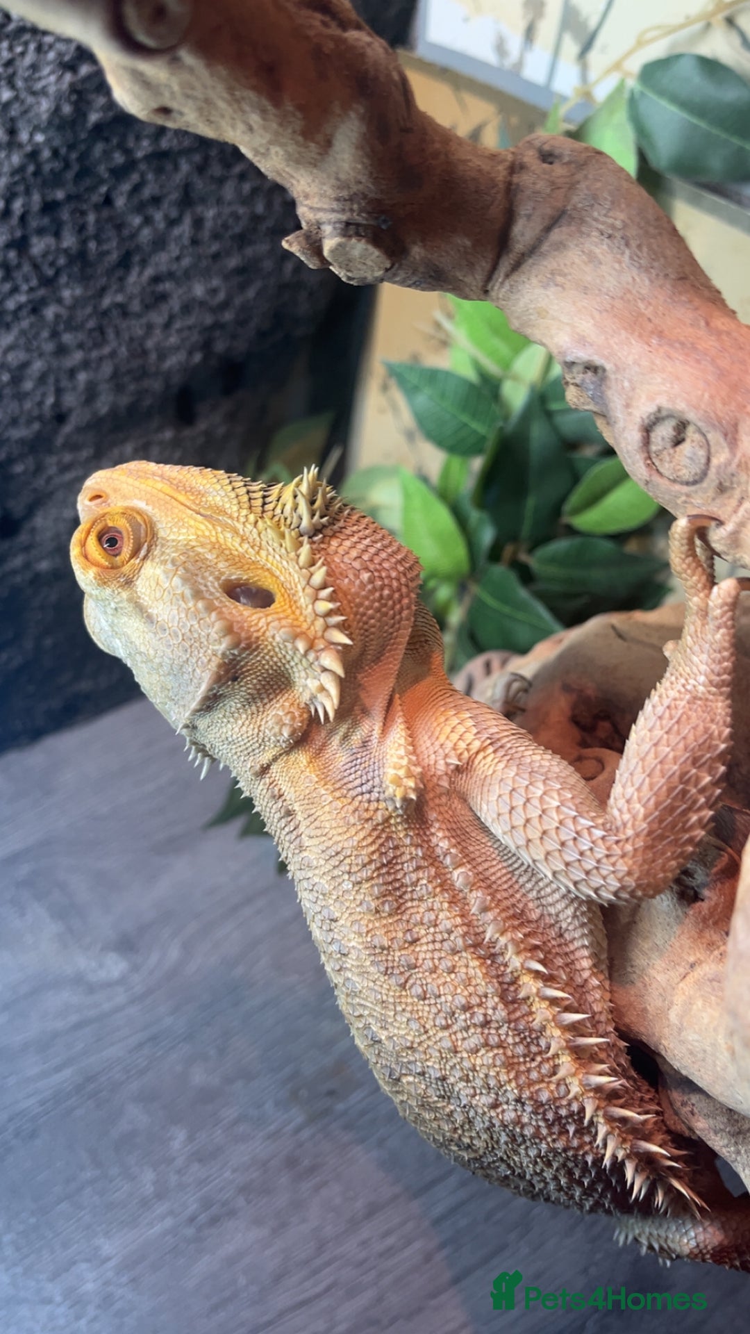 Bearded Dragon reptiles for sale: BEARDED DRAGON FOR SALE WITH FULL SETUP  - Image 4