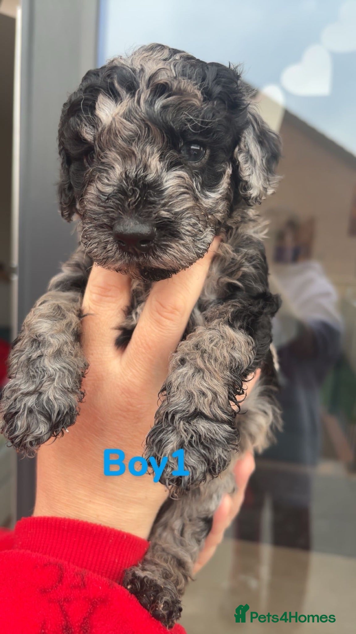 Mini Goldendoodle dogs  Beautiful Miniature golden puppies puppies ready - Advert 2