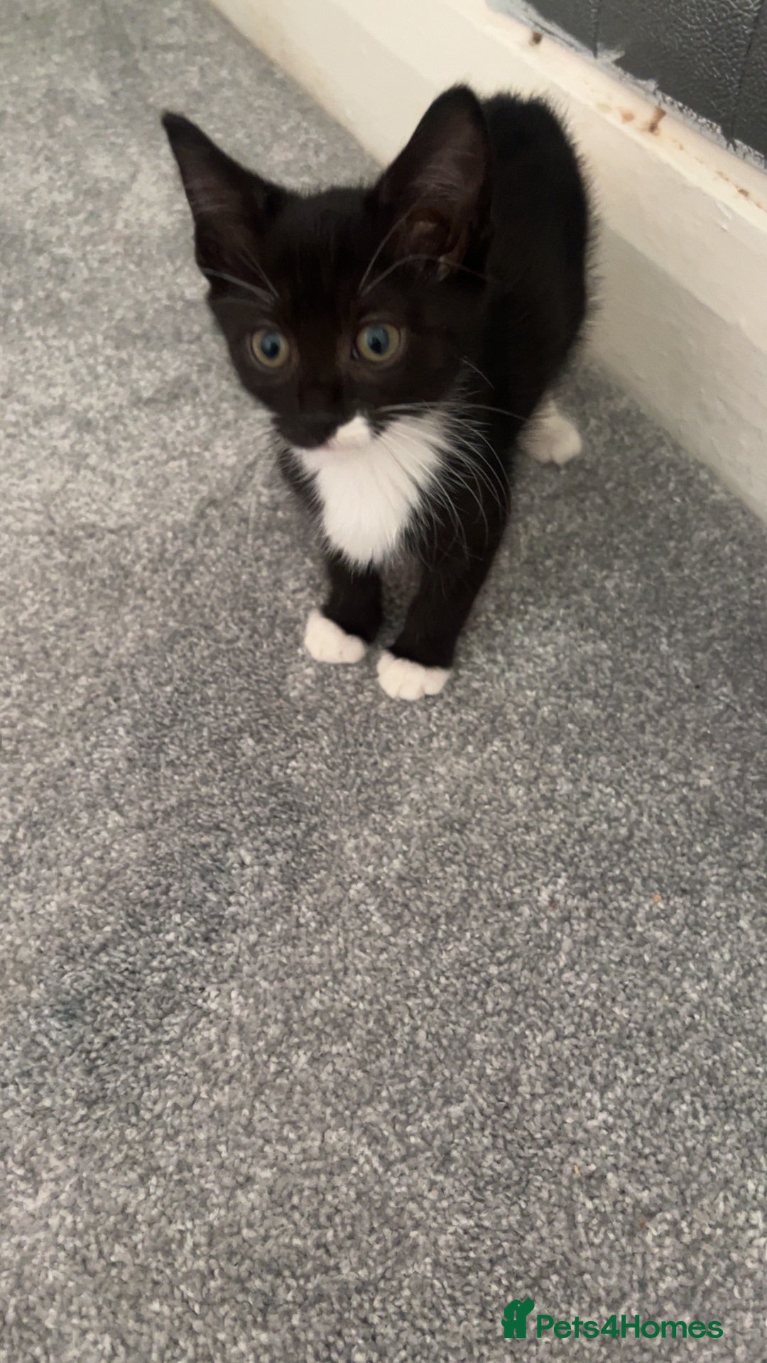 Mixed Breed cats Ragamese cross kittens ready now - Advert 1