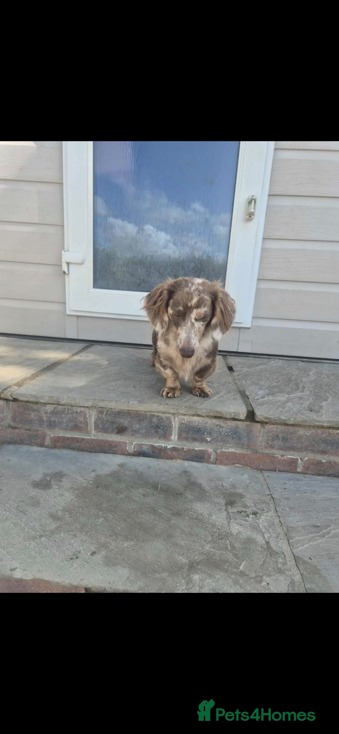 Miniature Dachshund dogs for stud: MIniture Dachshund Stud - Image 7