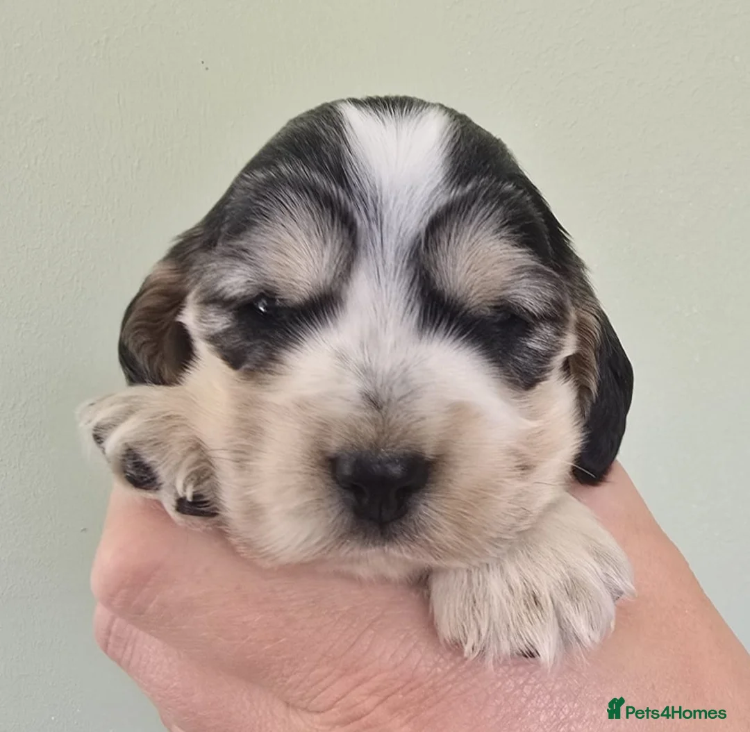 Cocker Spaniel dogs for sale: Stunning Show Type Cocker Spaniels  - Advert 2