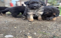 German Shepherd dogs for sale: German shepherd puppy  - Image 4