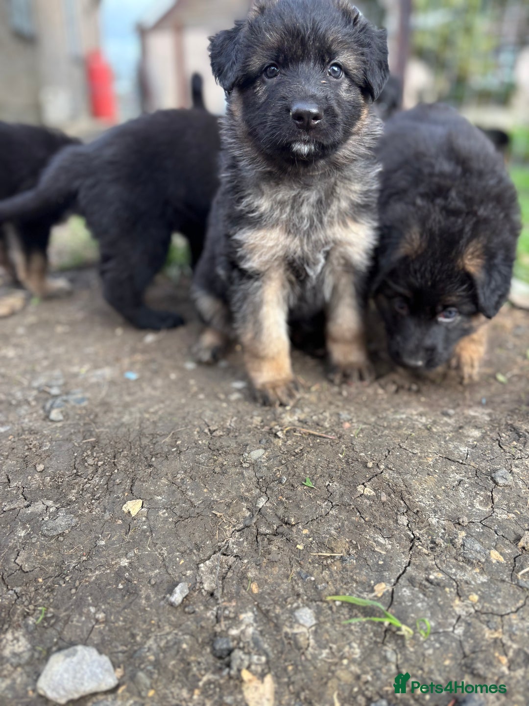 German Shepherd dogs for sale: German shepherd puppy  - Image 4