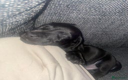 Mixed Breed dogs for sale: Beautiful puppies - Image 11