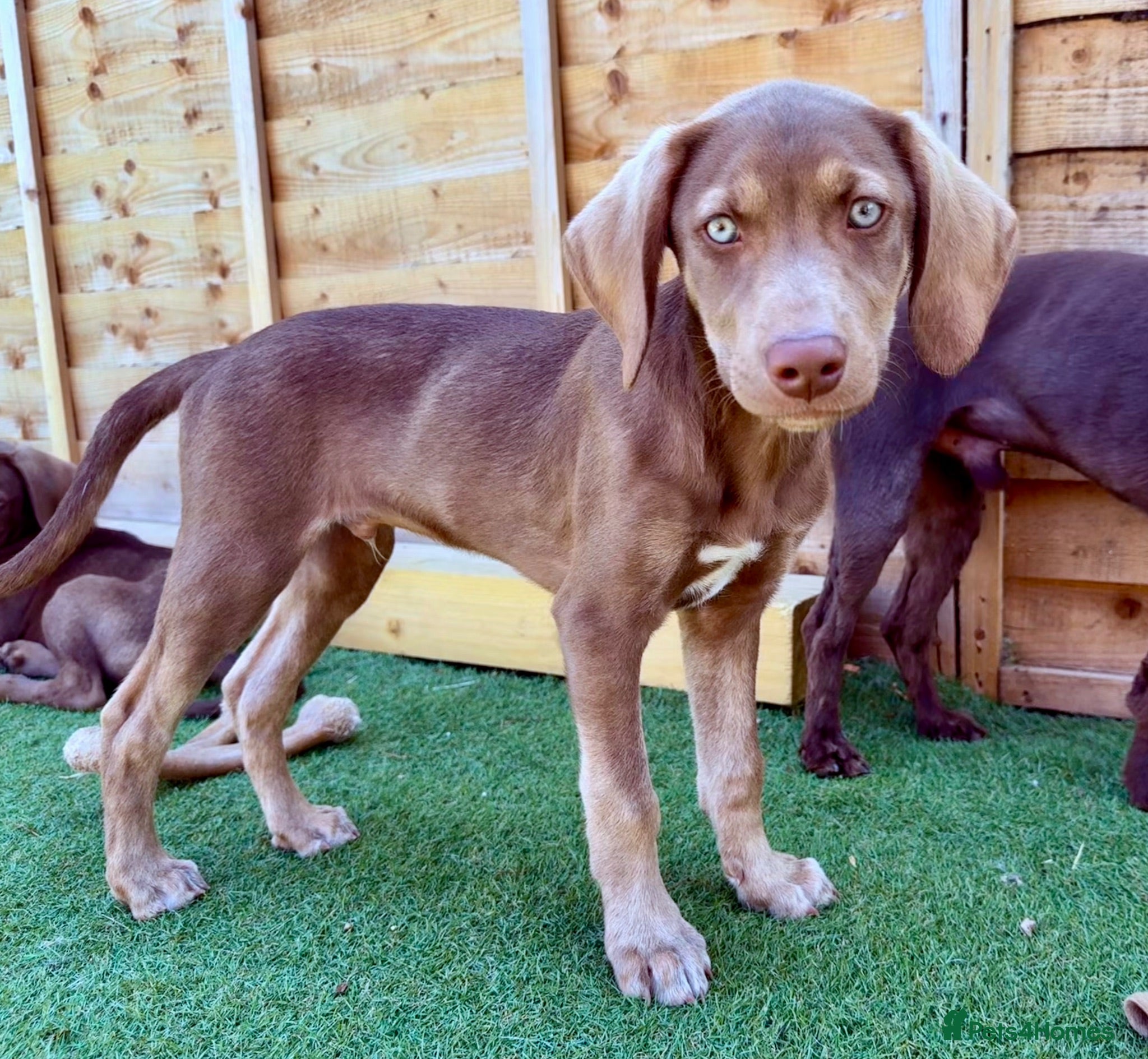Mixed Breed dogs  🏡 LAST 2  Weimaraner X Husky Shepherd  - Advert 1