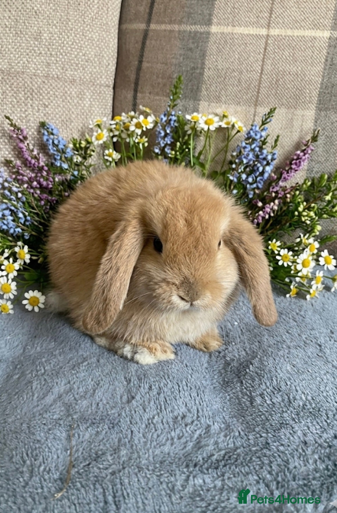 Mini Lop rabbits for sale: Mini lops - Advert 6