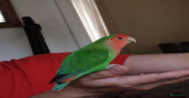 Lovebirds birds - Advert 5