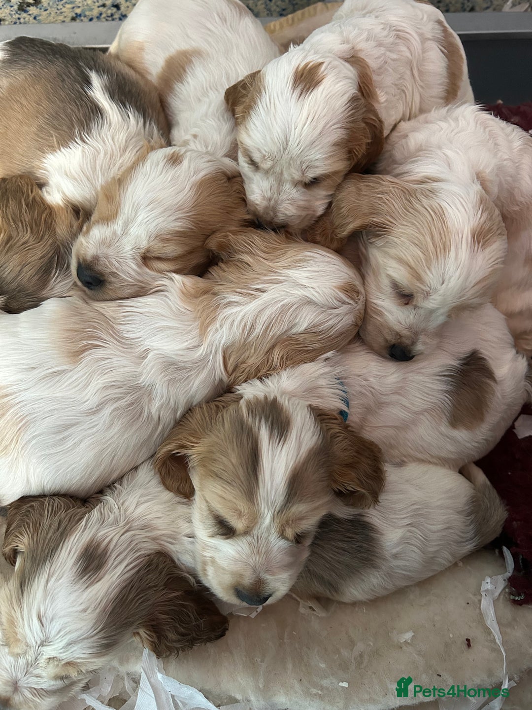 Cocker Spaniel dogs for sale: KC Registered show type cocker spaniel puppies.  - Advert 1