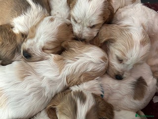 Cocker Spaniel dogs KC Registered show type cocker spaniel puppies. - Advert 1