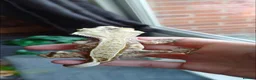 Gecko reptiles for sale: Baby Crested Geckos!! - Advert 2