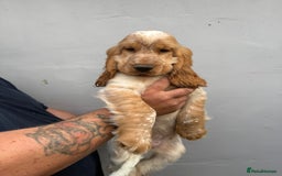 Cocker Spaniel dogs for sale: Fabulous Cocker Spaniel Pupies - Image 8