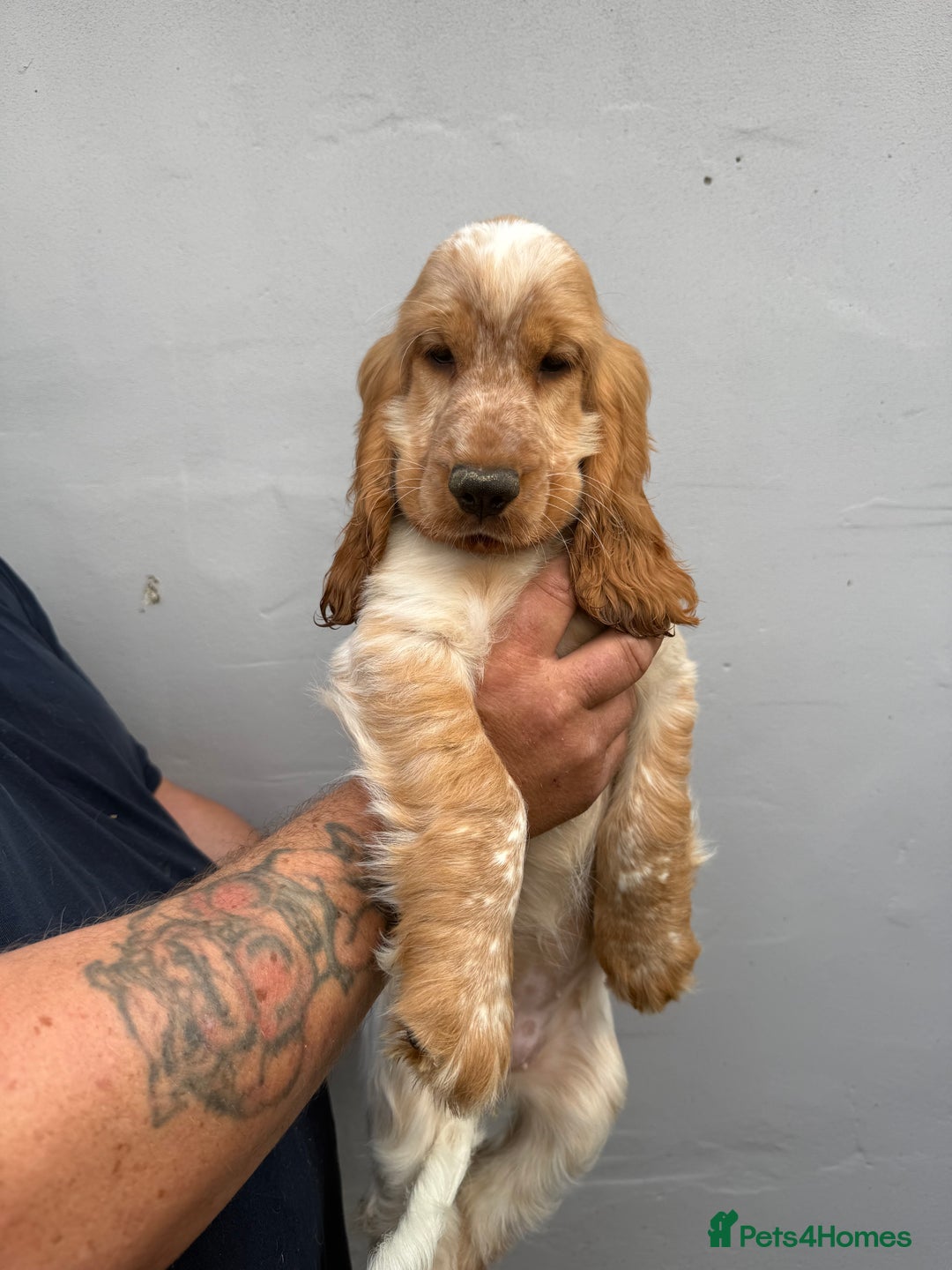 Cocker Spaniel dogs for sale: Fabulous Cocker Spaniel Pupies - Image 8