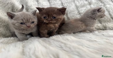 British Shorthair cats - Advert 7