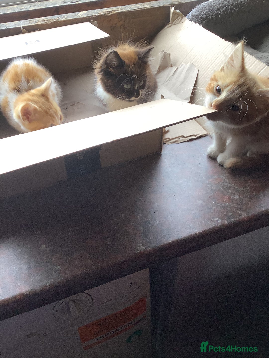 Mixed Breed cats for sale: Fluffy kittens. - Image 5