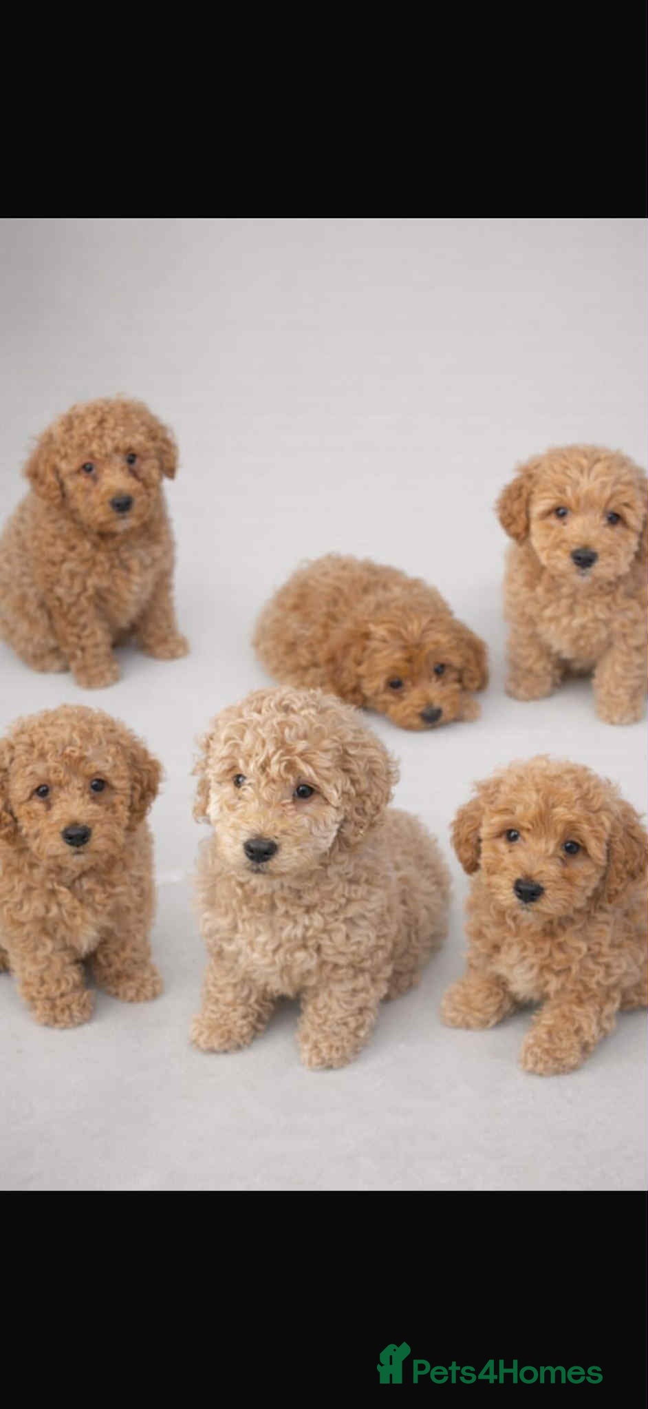 Cockapoo dogs Cavapoo puppies (ready to leave) - Advert 1