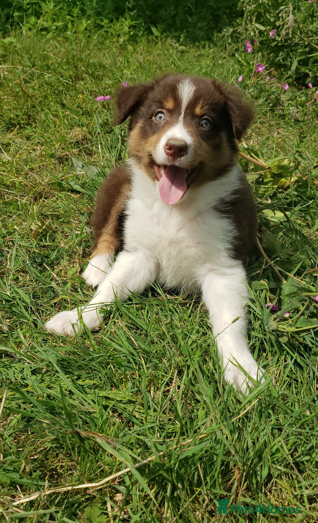 Border Collie dogs for sale: Red Tri Border Collie Pups Parents Health Tested - Image 4