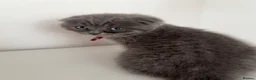 Scottish Fold cats for sale: Unique blue and odd eye kittens - Advert 13