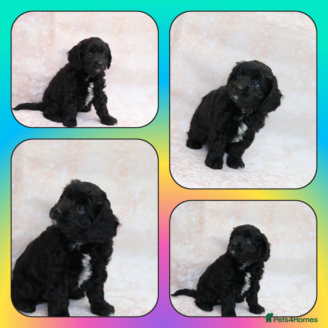 Cavapoo dogs for sale: Cavapoo  - Image 8