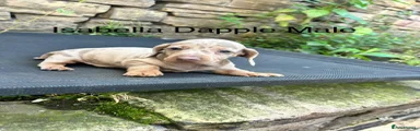 Isabella dapple male