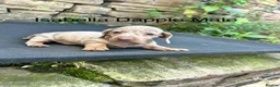 Miniature Dachshund dogs for sale: Miniature Dachsunds males and females - Advert 9