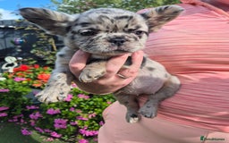 French Bulldog dogs for sale: Fluffy french bulldogs +c2  - Image 13