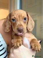 Miniature Dachshund dogs - Advert 14