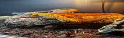 Leopard Gecko reptiles for sale: Leopard Gecko with Complete Vivarium & Accessories - Advert 11