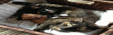 British Shorthair 3