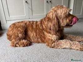 Mini Goldendoodle dogs F2 mini golden doodle puppies. - Advert 6