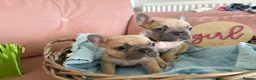 French Bulldog dogs for sale: Last 2 stunning French bulldog girls - Advert 9