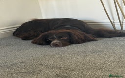 Sprocker dogs for sale: 2 year old Sprocker  - Image 9