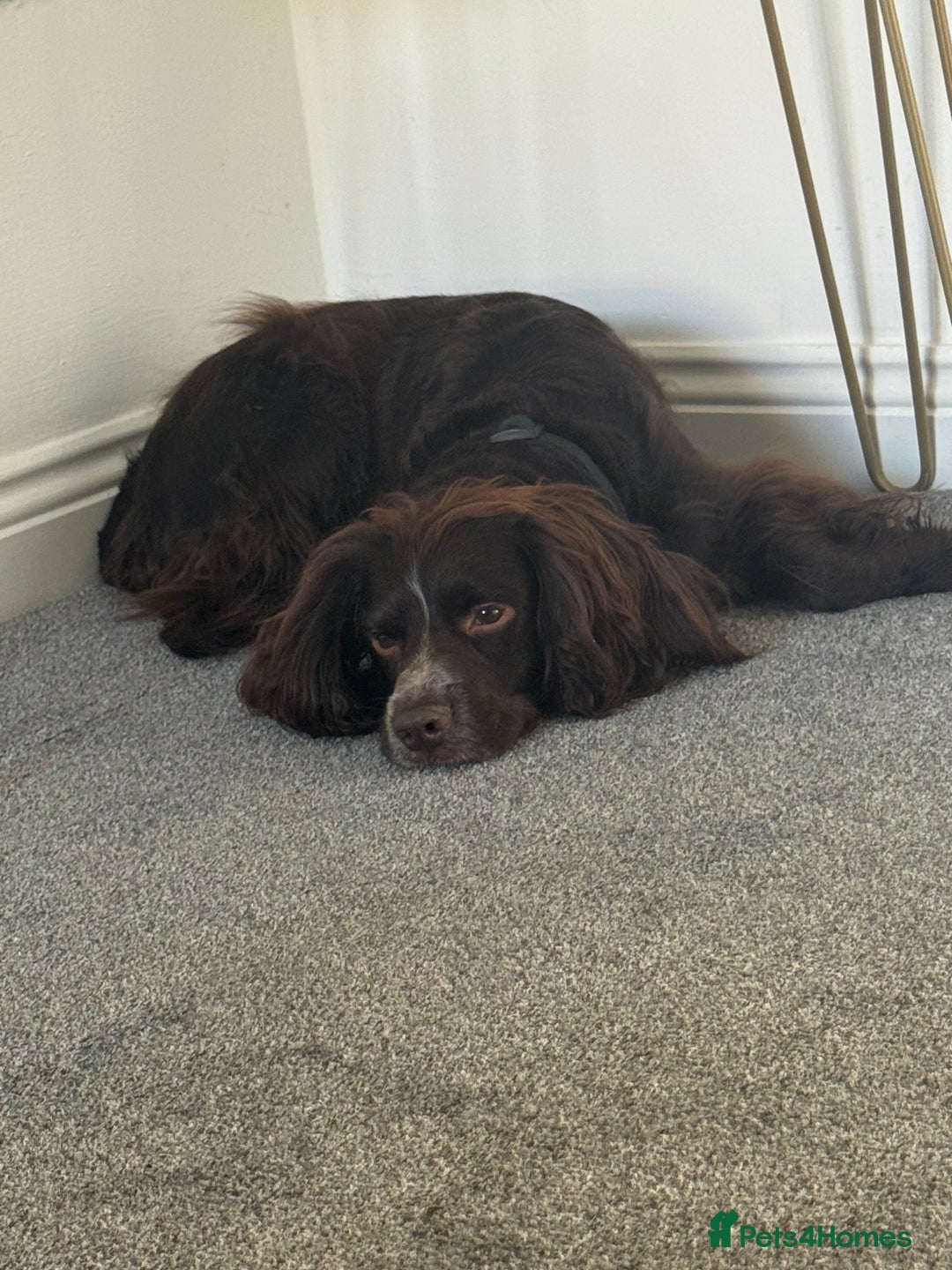 Sprocker dogs for sale: 2 year old Sprocker  - Image 9